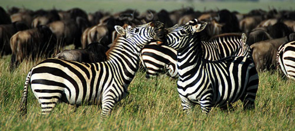 The Manor at Ngorongoro, Ngorongoro Crater, Tanzania - Image 9