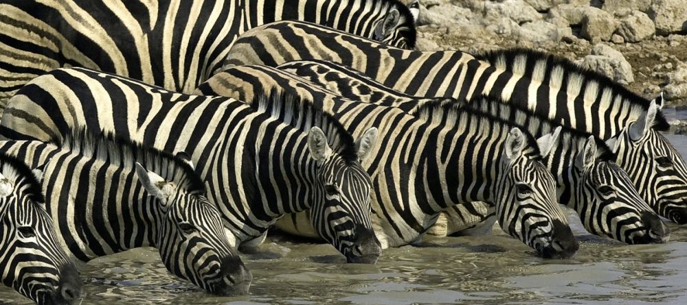 Zebras drinking - Image 7