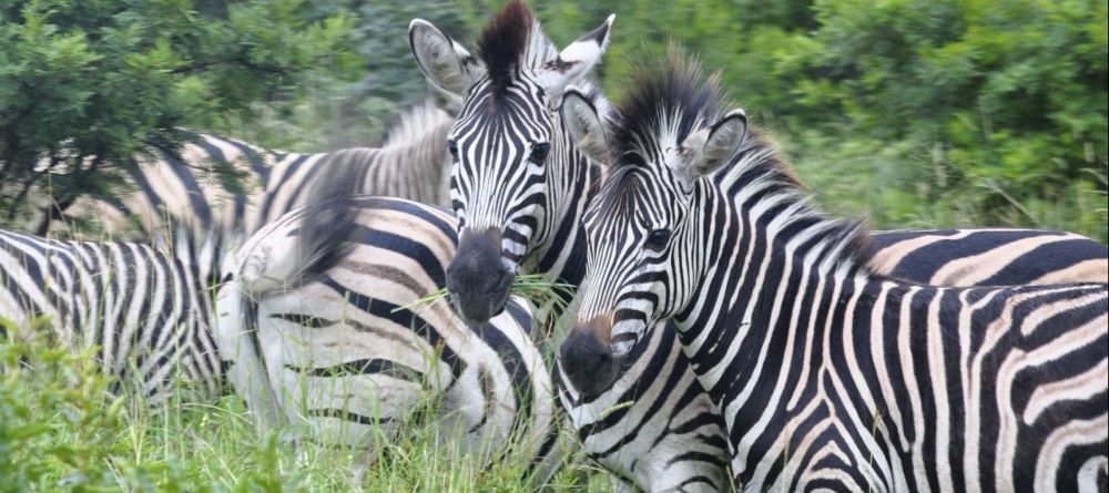 Zebra near Zulu Nyala Game Lodge - Image 4