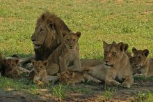  A Pride of Lions Seen While on Safari from Lukimbi Safari Lodge
