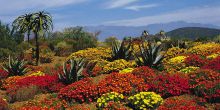 Clusters of blooms form a colorful patchwork at Kirstenbosch Gardens, Cape Town, South Africa