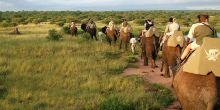 Camp Jabulani Elephant Interaction & Safari