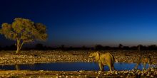 The watering hole is illuminated at night to give views of the amazing wildlife as they drink at night at Okaukuejo Rest Camp, Etosha National Park, Namibia