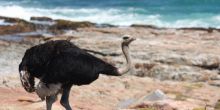An ostrich feed by the ocean at Cape of Good Hope Nature Reserve, Cape Town, South Africa