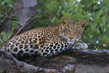 Curious leopard relaxes in a tree at Mashatu Tented Camp, Mashatu Game Reserve, Botswana
