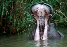 A hippo in the water at Mashatu Tented Camp, Mashatu Game Reserve, Botswana