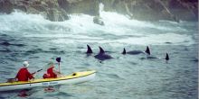 Peninsula Tour with Sea Kayaking, Cape Town, South Africa