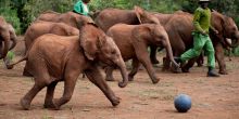 Rambunctious baby elephants chase a ball at The Daphne Sheldrick Elephant Orphanage, Nairobi, Kenya