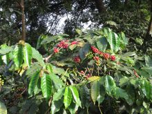 Guests gain insight to how the thirty acre coffee plantation works at Lake Duluti Lodge, Arusha, Tanzania (Mango staff photo)
