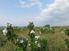 Beautiful white and purple flowers dot the plains at Tarangire Osupuko Lodge, Tarangire National Park, Tanzania (Mango staff photo)