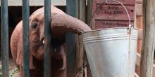 A sweet baby elephant steals a drink of water at The Daphne Sheldrick Elephant Orphanage, Nairobi, Kenya (Mango staff photo)