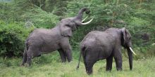 Lake Manyara elephants