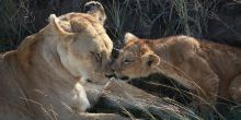 Mommy and baby lions