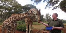 Trying to avoid getting eaten at Giraffe Manor in Nairobi