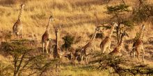 Mahali Mzuri, Olare Motogori Conservancy, Kenya