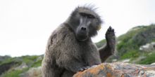 A Chacma Baboon at Cape of Good Hope Nature Reserve, Cape Town, South Africa
