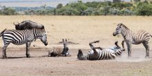 Mahali Mzuri, Olare Motogori Conservancy, Kenya