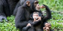 Chimpanzee Trekking