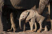 Baby elephant at Mashatu Tented Camp, Mashatu Game Reserve, Botswana