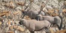 Herds of wildlife are attracted the watering hole at Okaukuejo Rest Camp, Etosha National Park, Namibia