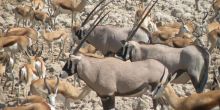 Abundant wildlife at Namutoni Rest Camp, Etosha National Park, Namibia