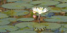 Water lilies on the Okavango Delta at Jao - Brian Huggins