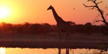 A giraffe silhouetted at sunset by the watering hole at Okaukuejo Rest Camp, Etosha National Park, Namibia