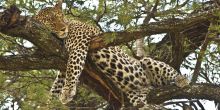 Lake Manyara National Park Safari