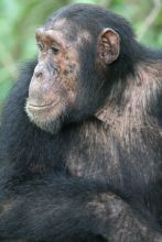A friendly visitor at Kungwe Beach Lodge, Mahale Mountains National Park, Tanzania