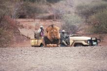 Lion spotted on a game drive at Mashatu Tented Camp, Mashatu Game Reserve, Botswana