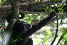 Playing around in the trees at Kungwe Beach Lodge, Mahale Mountains National Park, Tanzania