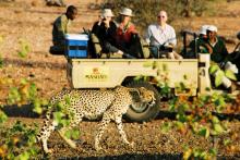 Cheetah spotted on a game drive at Mashatu Tented Camp, Mashatu Game Reserve, Botswana