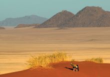 Landscape at Wolwedans Dune Camp, NamibRand Nature Reserve, Namibia