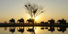 Camp Jabulani Elephant Interaction & Safari