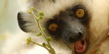 Incredible Lemurs of Andasibe National Park