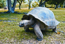 A giant turtle meanders through the grounds at New Emerald Cove, Praslin, Seychelles