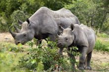 A Photo of a Black Rhino and Calf  Seen on Safari From Lukimbi Safari Lodge