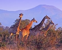 A View of the Mountains Near Lukimbi Safari Lodge