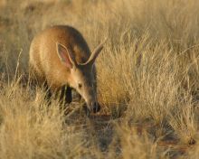 Aardvark- Tswalu Kalahari, Twsalu Kalahari, South Africa