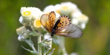 A butterfly pollinates a delicately petaled flower at Kirstenbosch Gardens, Cape Town, South Africa