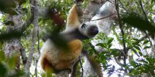 Lemur Trekking Andasibe & Mantadia
