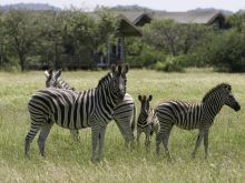 Anderssons Camp, Etosha National Park, Namibia Â© Dana Allen