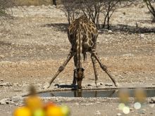 Anderssons Camp, Etosha National Park, Namibia Â© Olwen Evans