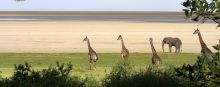 Animals gathering near the water at Lemala Manyara, Lake Manyara National Park, Tanzania