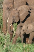 Apoka Safari Lodge, Kidepo Valley National Park, Uganda