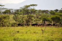 Apoka Safari Lodge, Kidepo Valley National Park, Uganda