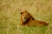 Apoka Safari Lodge, Kidepo Valley National Park, Uganda