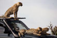 Cheetahs lounging on the game drive vehicles at Naboisho Camp, Masai Mara National Park, Kenya