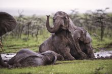 Elephants bathing in the mud at Naboisho Camp, Masai Mara National Park, Kenya
