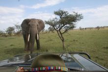 Elephant encounter on a game drive at Naboisho Camp, Masai Mara National Park, Kenya